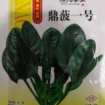 鼎菠一号菠菜