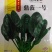 鼎菠一号菠菜