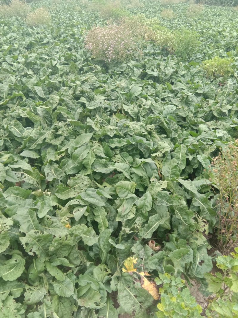 紫菀苗，提供种植技术，可收购