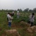 紫菀苗，提供种植技术，可收购