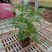 草花鼠尾草绿化工程苗一手货源量大从优基地直发质
