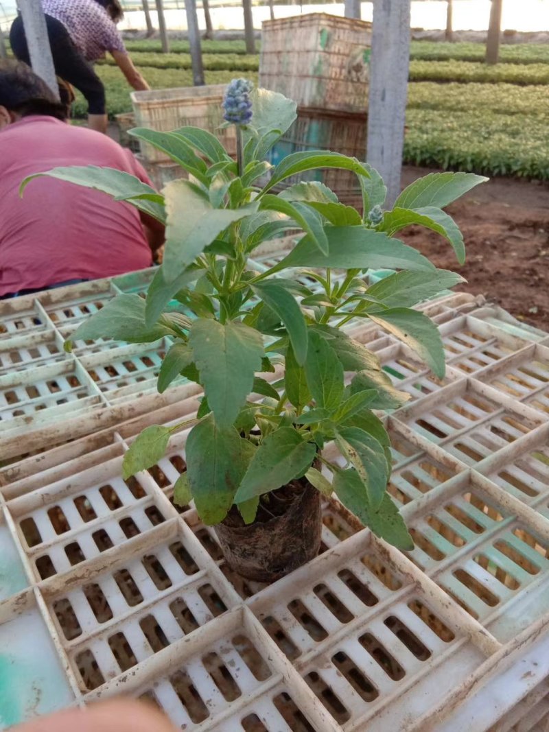 草花鼠尾草绿化工程苗一手货源量大从优基地直发质
