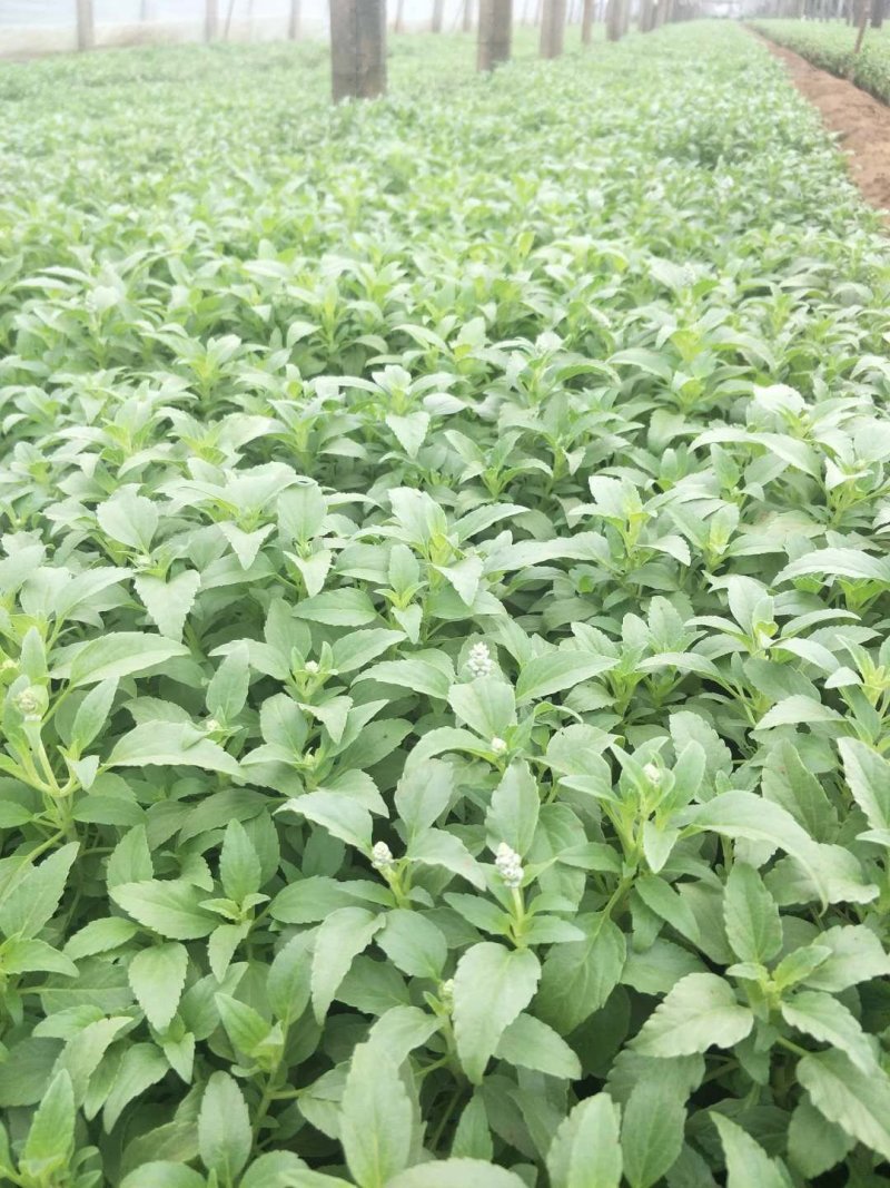 草花鼠尾草绿化工程苗一手货源量大从优基地直发质