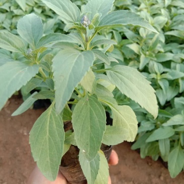 草花鼠尾草绿化工程苗一手货源量大从优基地直发质