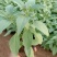 草花鼠尾草绿化工程苗一手货源量大从优基地直发质