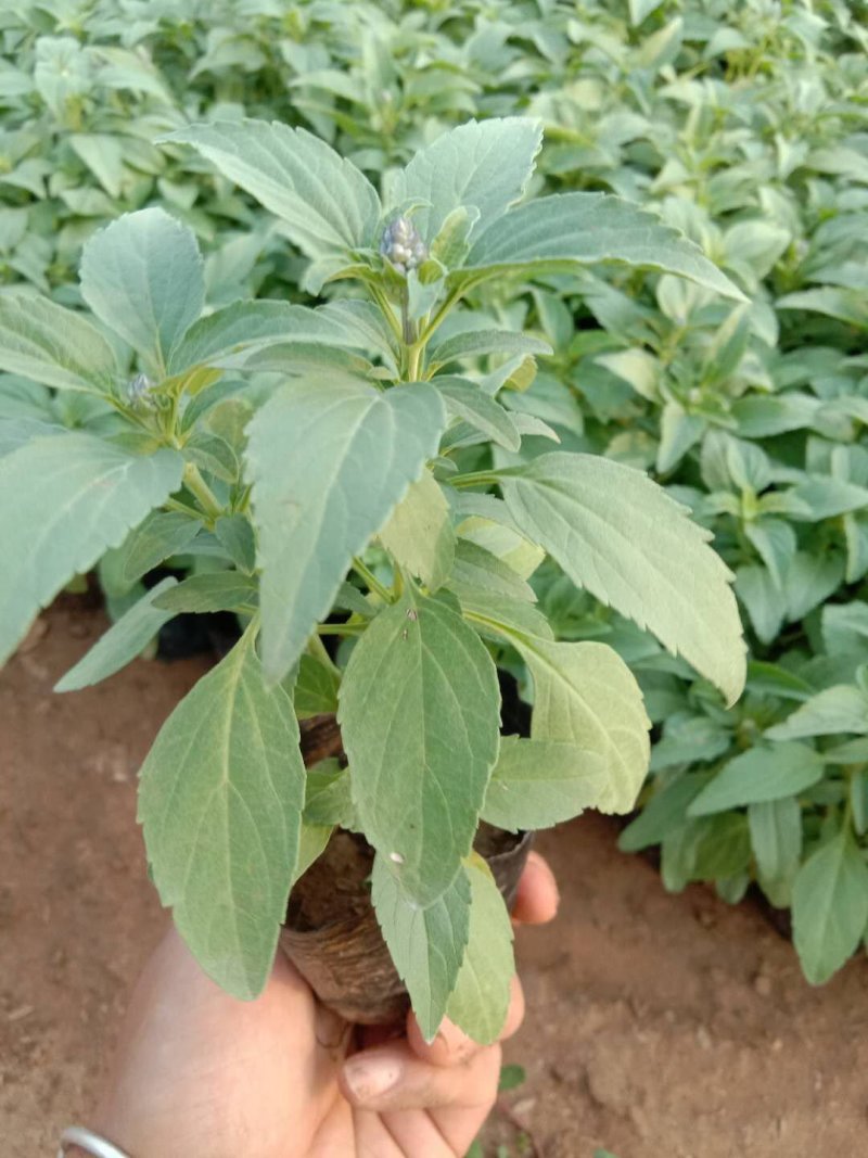 草花鼠尾草绿化工程苗一手货源量大从优基地直发质