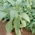 草花鼠尾草绿化工程苗一手货源量大从优基地直发质