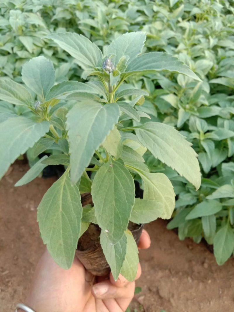 草花鼠尾草绿化工程苗一手货源量大从优基地直发质