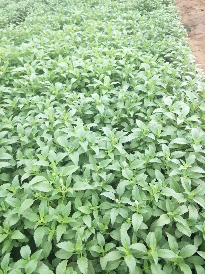 草花鼠尾草绿化工程苗一手货源量大从优基地直发质