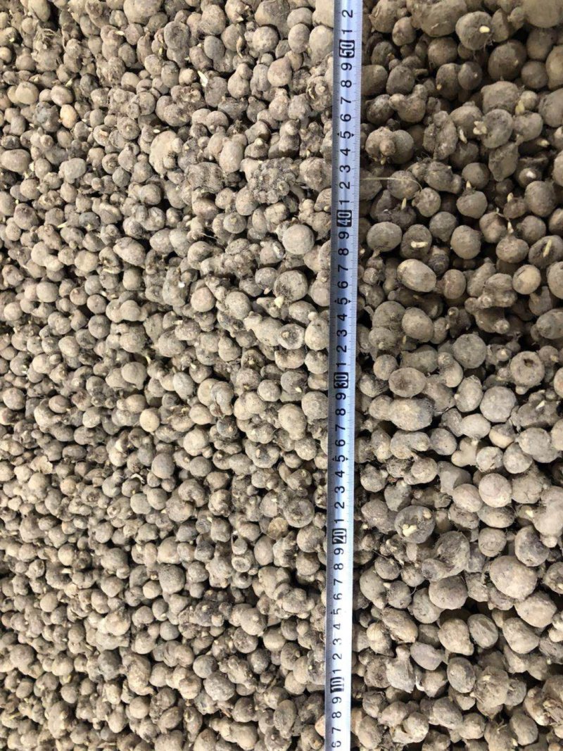 旱半夏98%精选块茎，批发零售需要的话联系我们！管收
