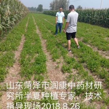 旱半夏98%精选块茎，批发零售需要的话联系我们！管收