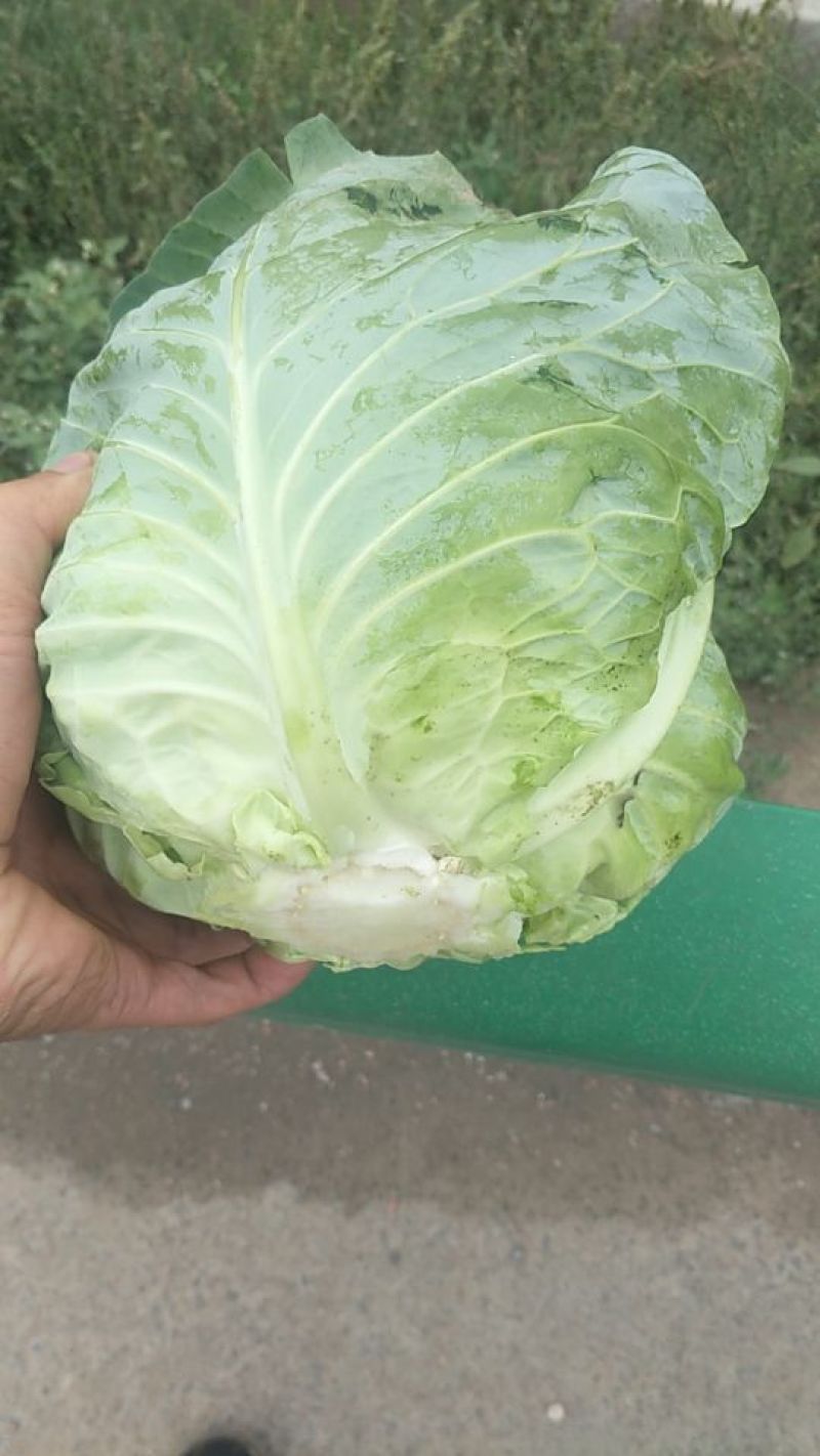 甘蓝，质量好，货量大，冷库包装一条龙服务