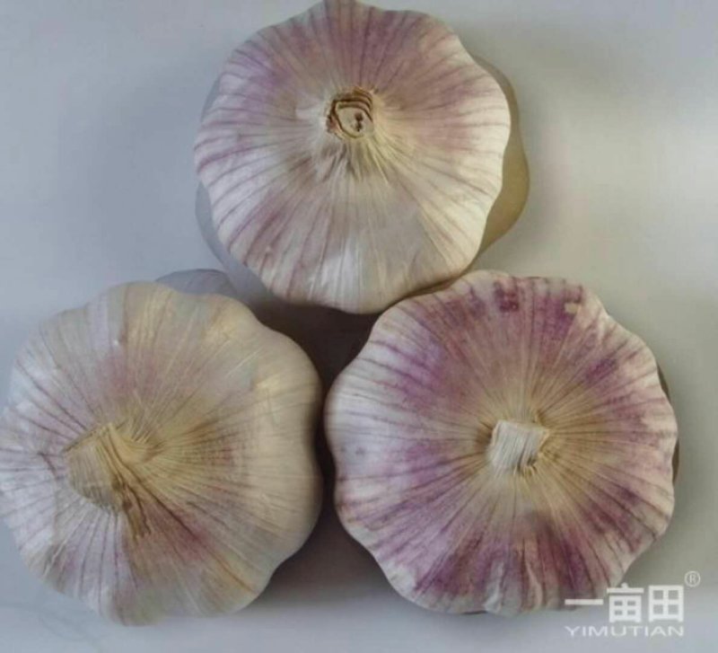 山东金乡大蒜！红皮大蒜，超市，电商，市场批发！储存，冷库