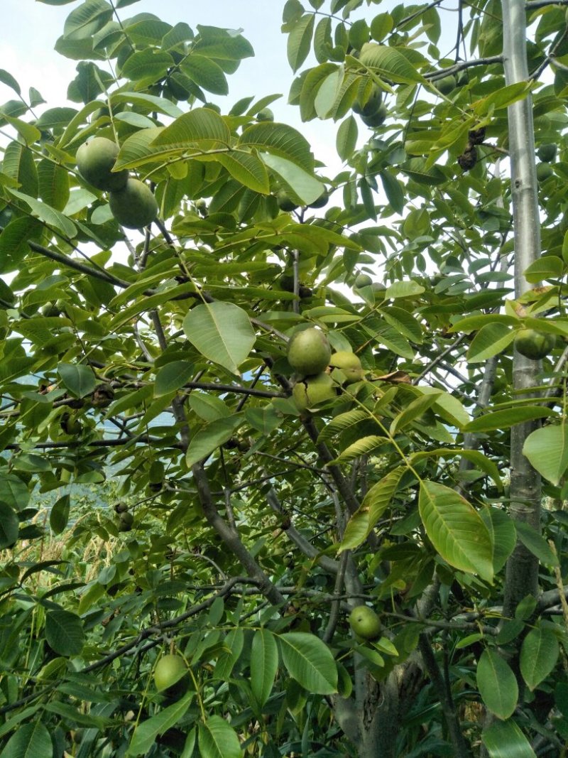 盐源早1号核桃