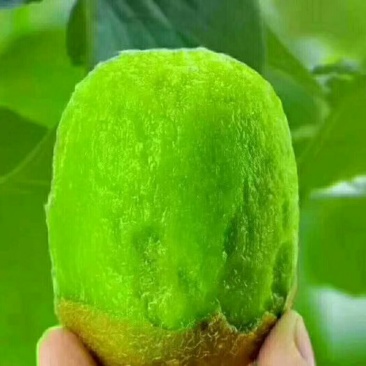 徐香猕猴桃