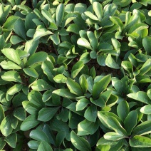 白芍苗子菏泽白芍苗基地菏泽白芍苗菏泽白芍籽