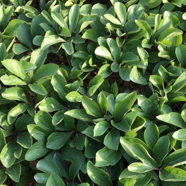 白芍苗子菏泽白芍苗基地菏泽白芍苗菏泽白芍籽