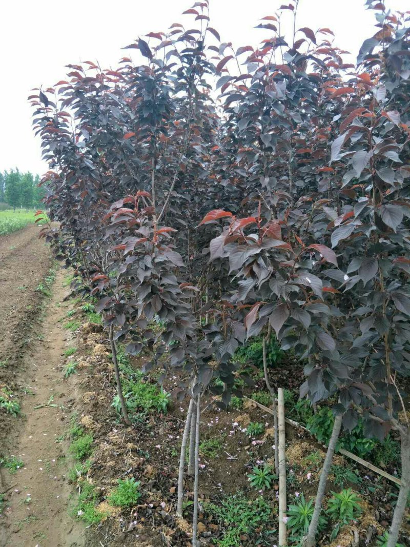 3公分红叶樱花杆直冒圆