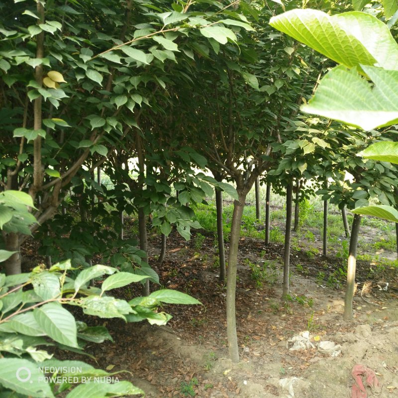 3公分红叶樱花杆直冒圆