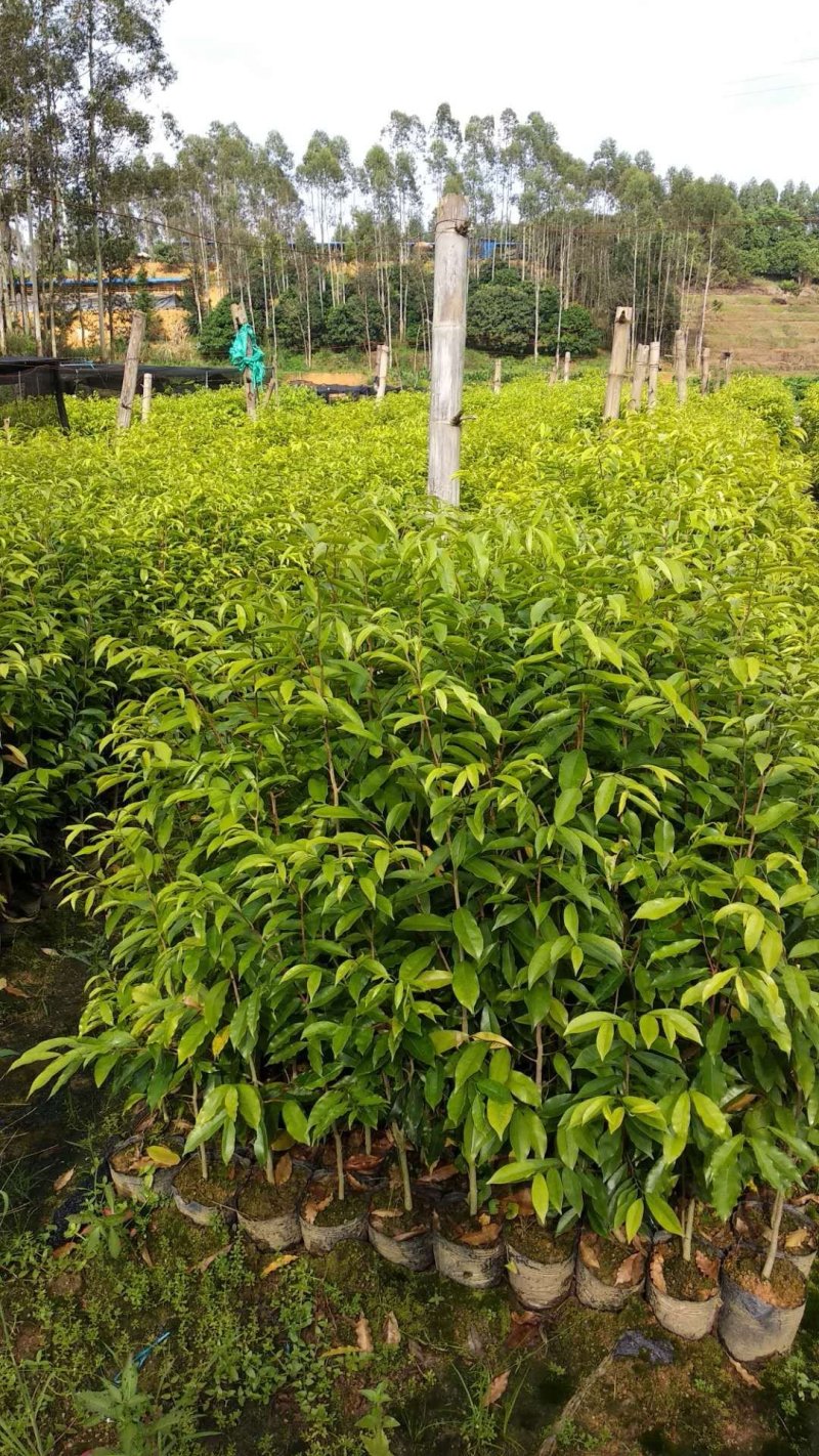 沉香树苗100cm-150公分一手货源基地直发