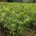 沉香树苗100cm-150公分一手货源基地直发
