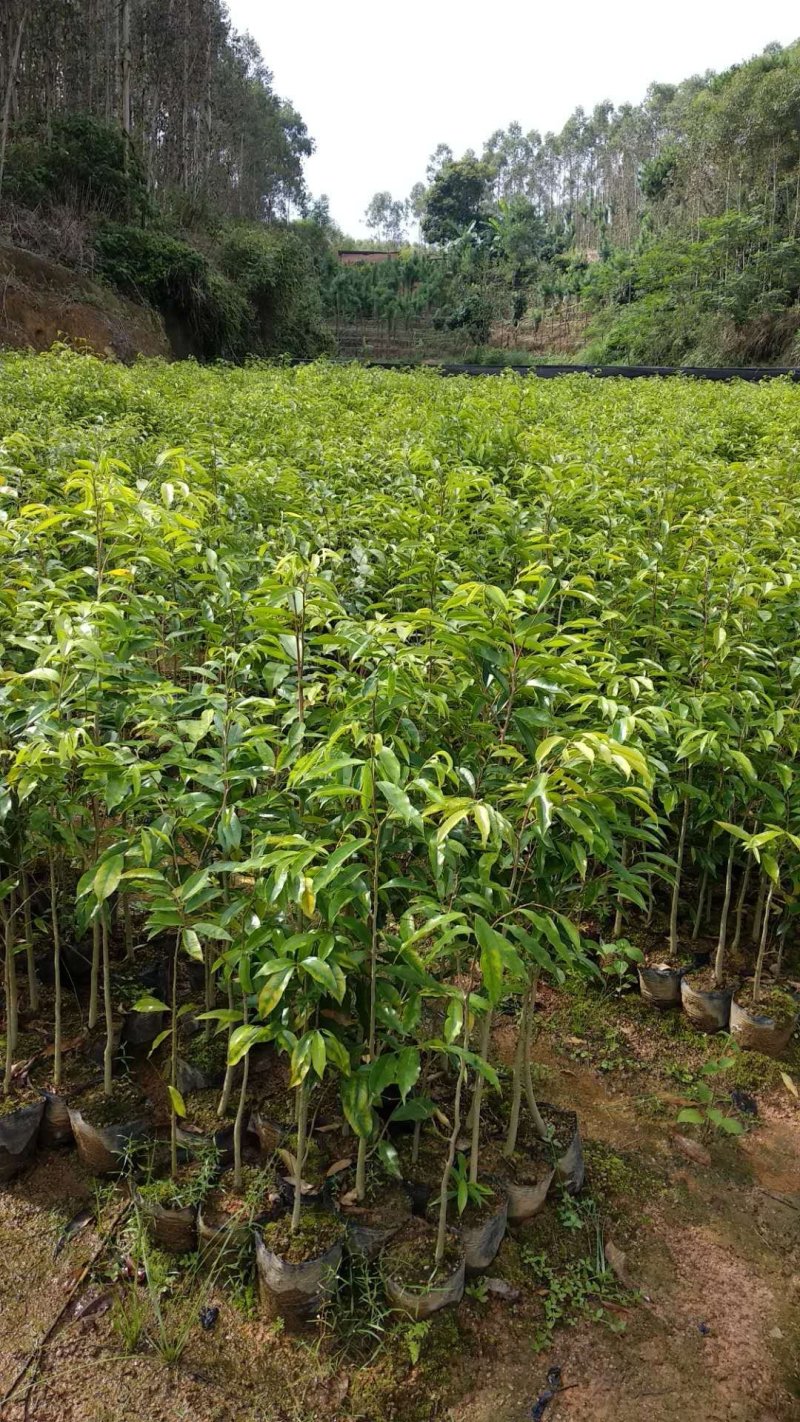 沉香树苗100cm-150公分一手货源基地直发