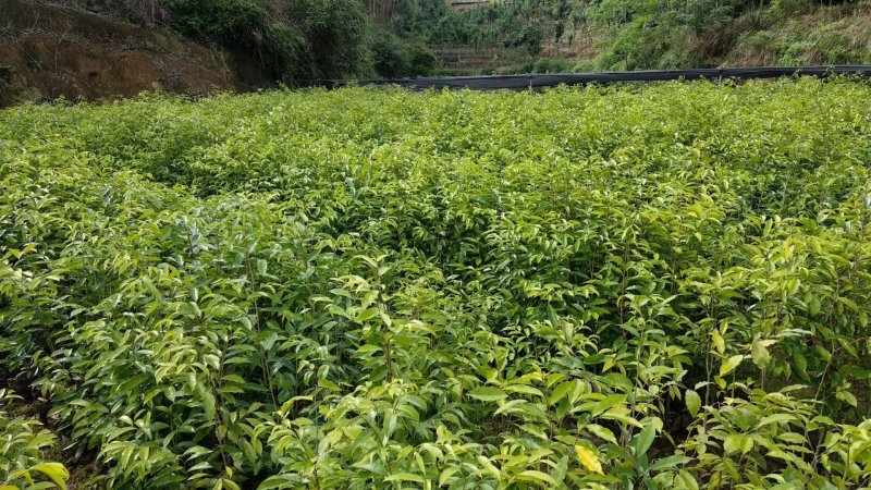 沉香树苗100cm-150公分一手货源基地直发