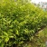 沉香树苗100cm-150公分一手货源基地直发