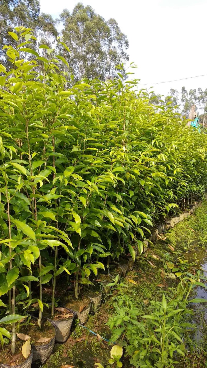 沉香树苗100cm-150公分一手货源基地直发