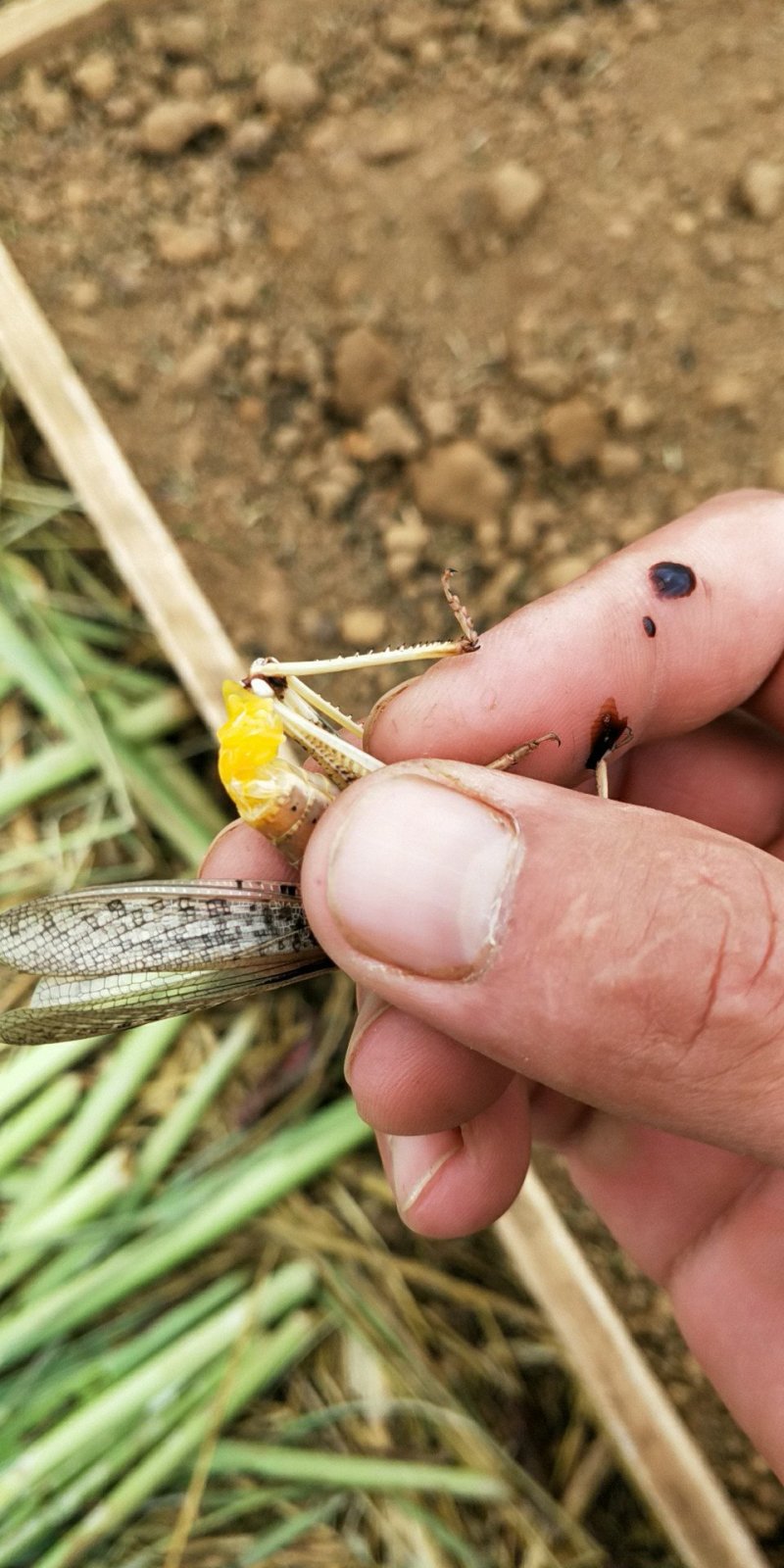 长期、蝗虫，蚂蚱活虫冰鲜