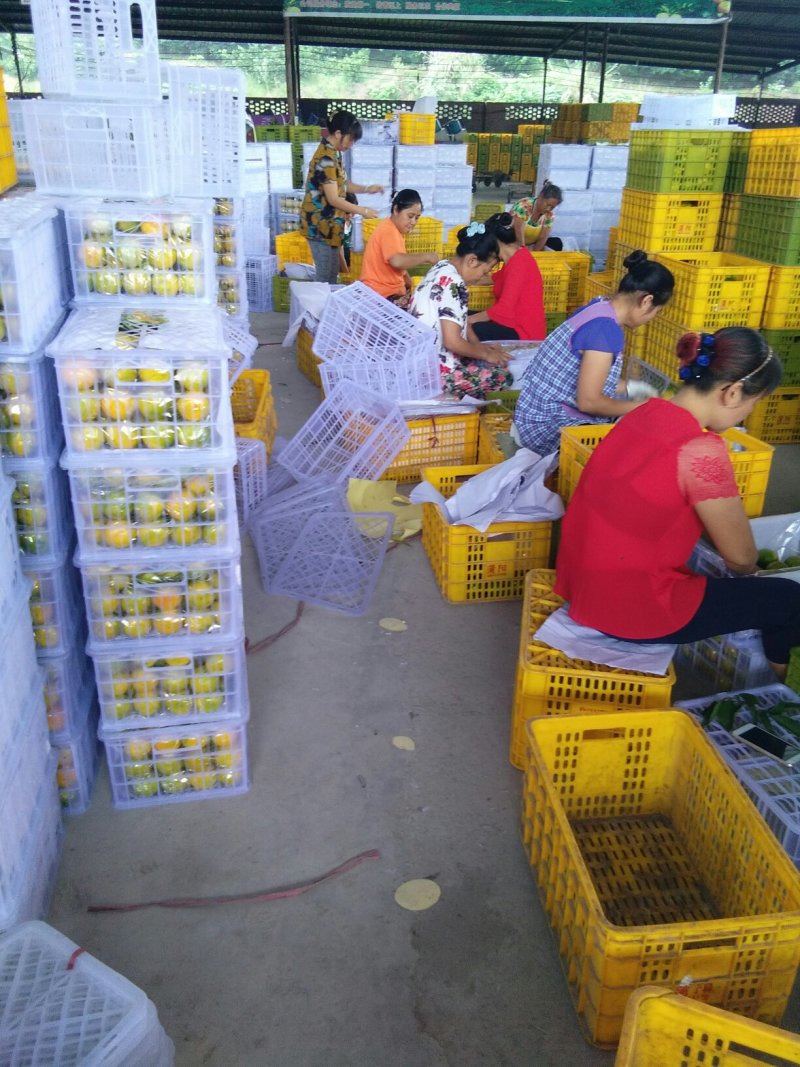 普早蜜桔，供果，产地直供，产地选货普早蜜桔，产地直供，选