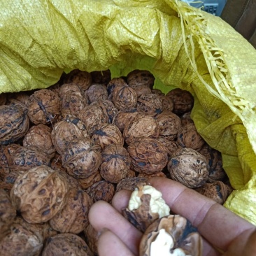 薄壳核桃