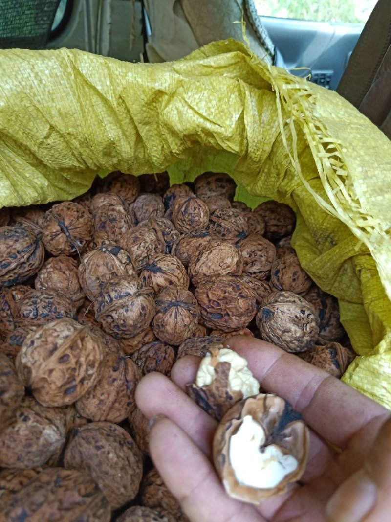 薄壳核桃