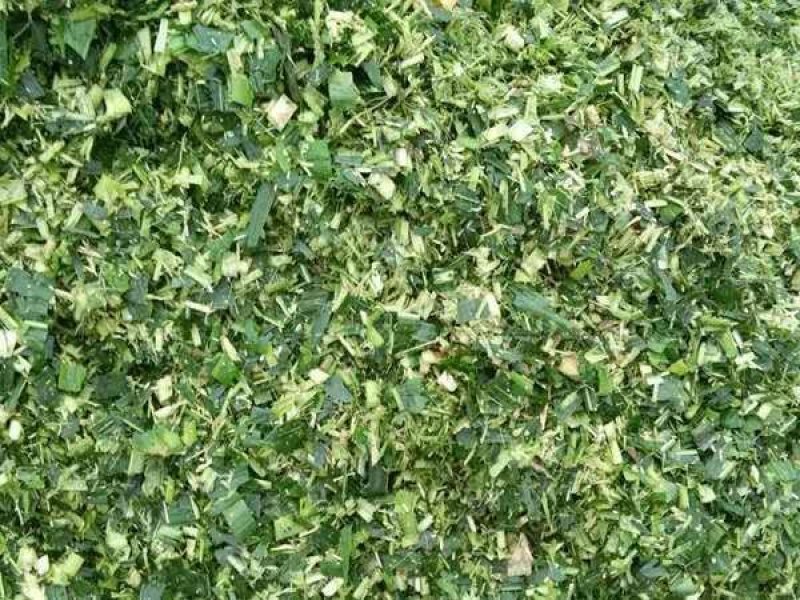 大量供应玉米青储饲料。20万亩