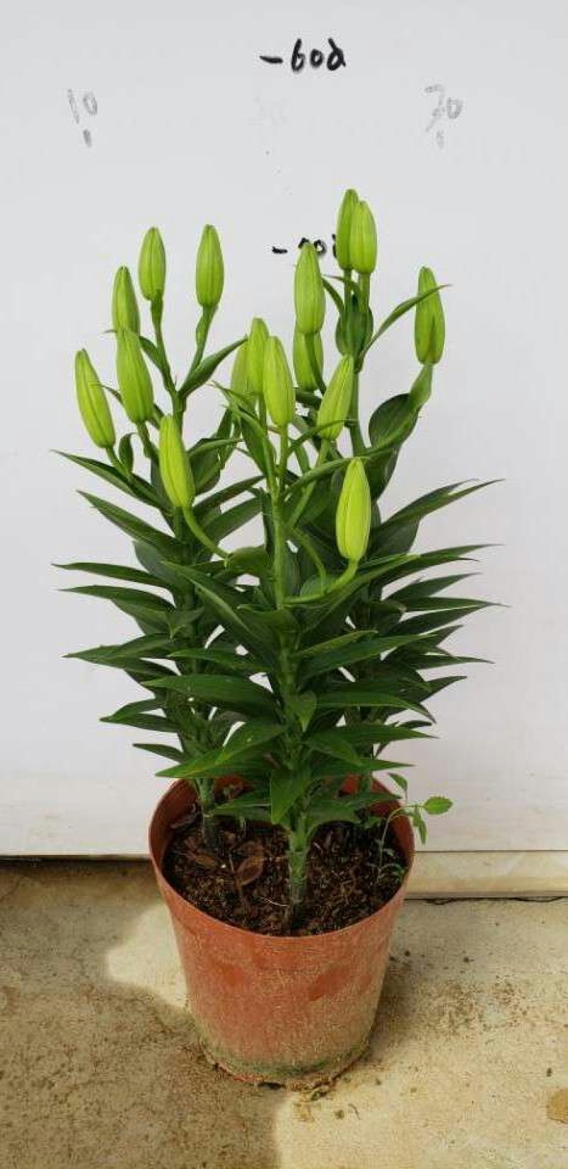 百合花，盆栽