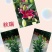 百合花，盆栽