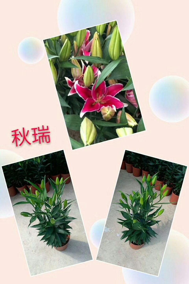 百合花，盆栽