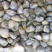 湛江彩贝