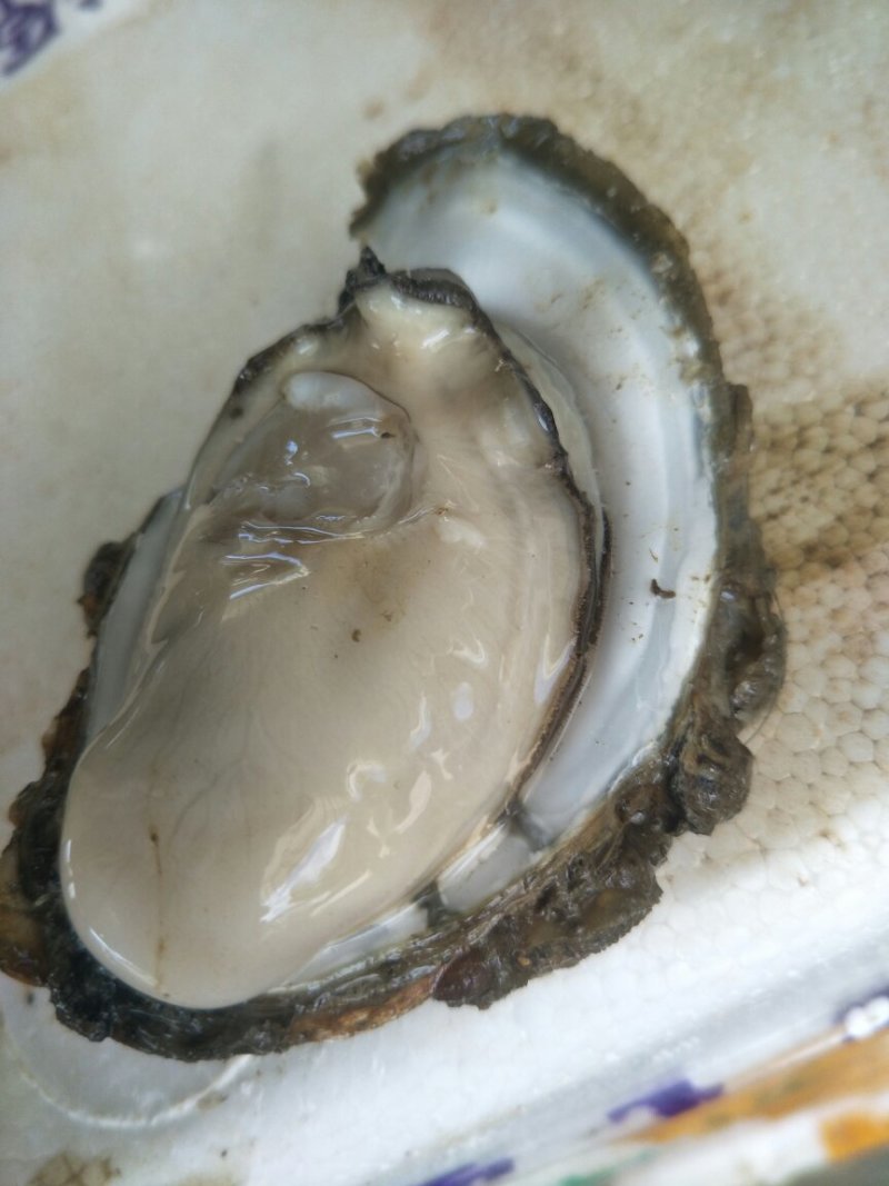 生蚝带壳批发零售烧烤档星级酒店饭店五毛一个起批。