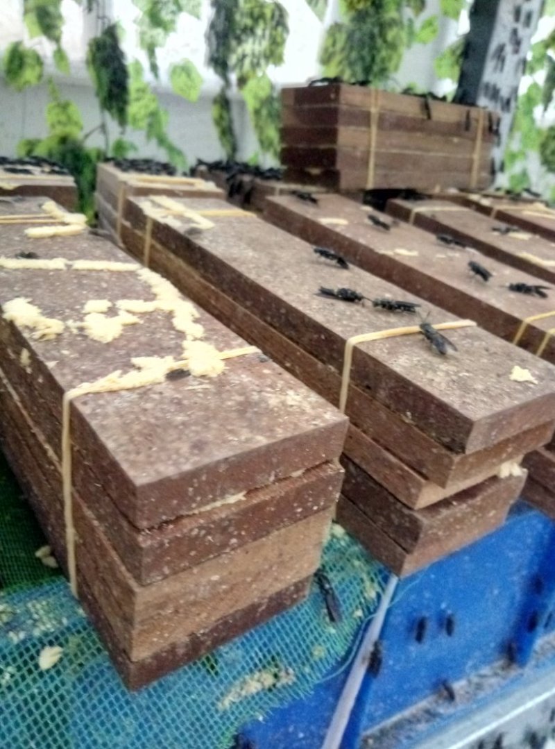 黑水虻养殖基地长期足量供应黑水虻虫卵