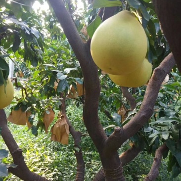 琯溪蜜柚