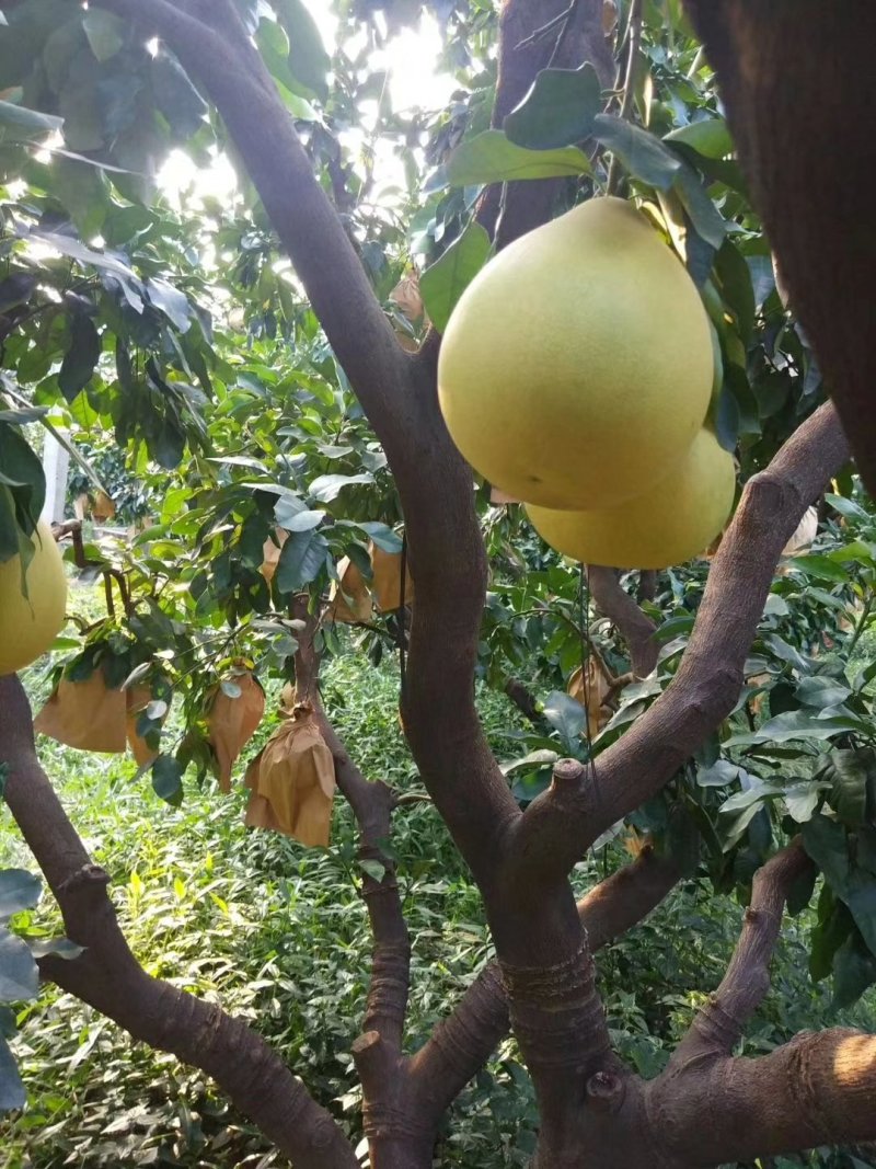 琯溪蜜柚