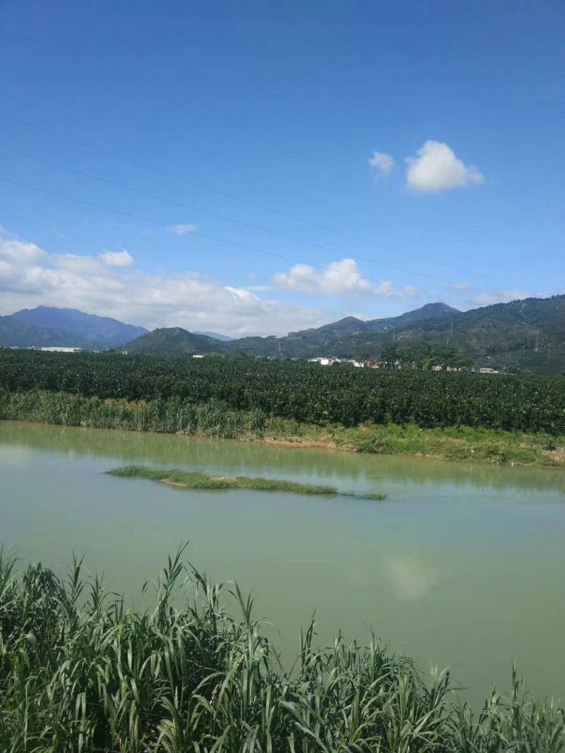 琯溪蜜柚