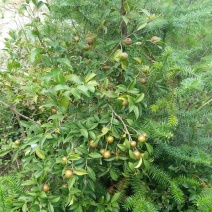 野生山茶鲜果