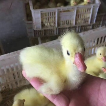 大三花鹅苗