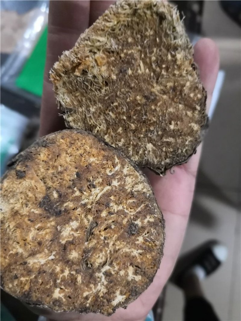 阿魏根