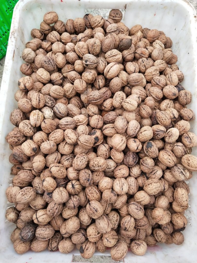 薄皮核桃