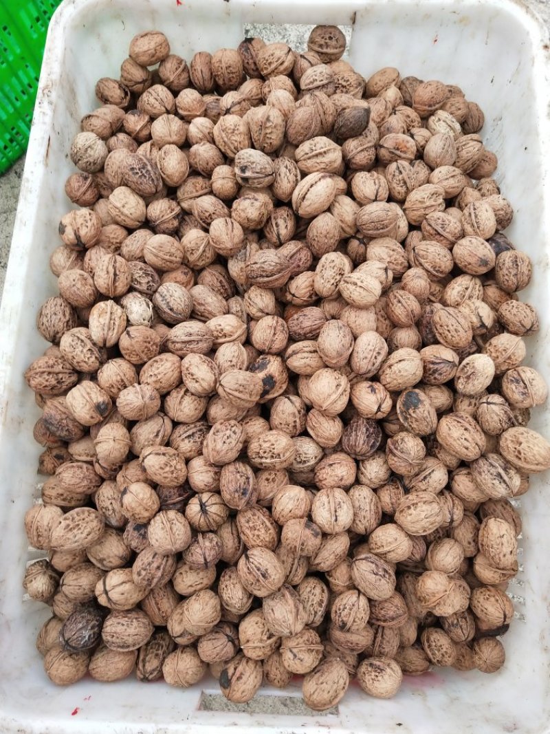 薄皮核桃