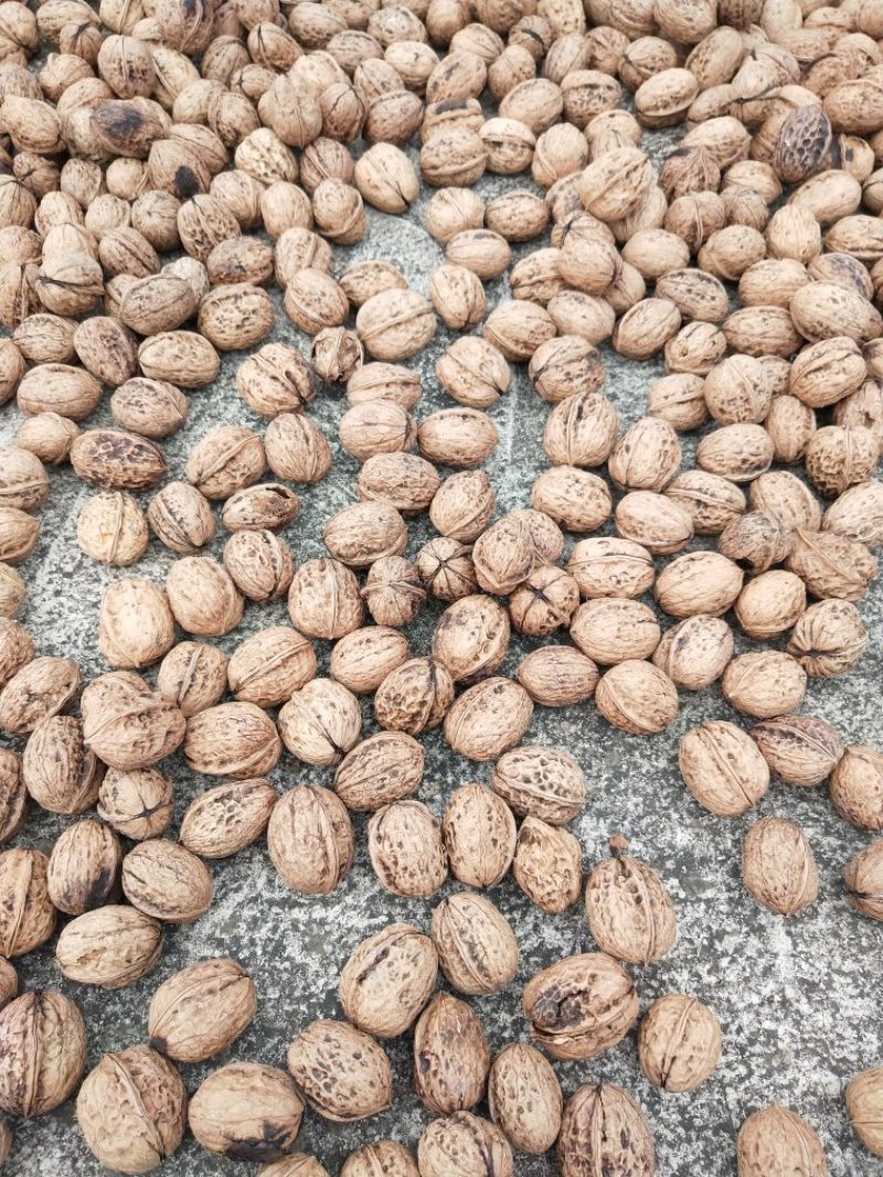 薄皮核桃