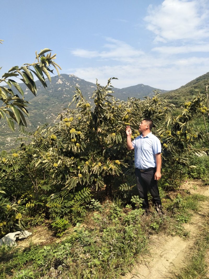 板栗